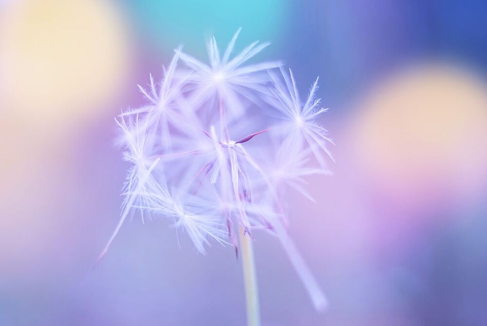 Tender dandelion