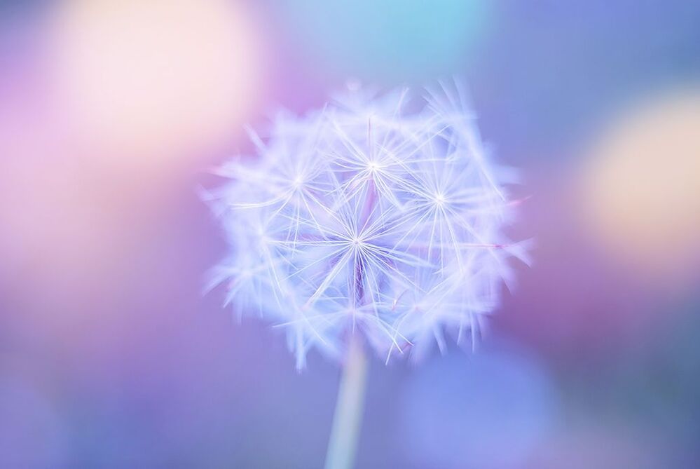 Tender dandelion
