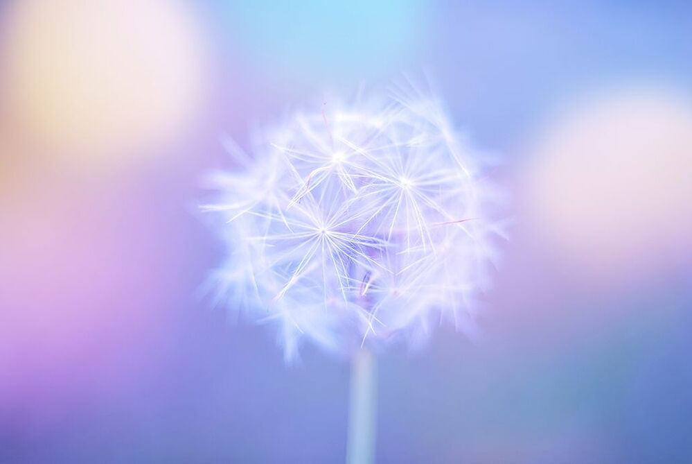 Tender dandelion