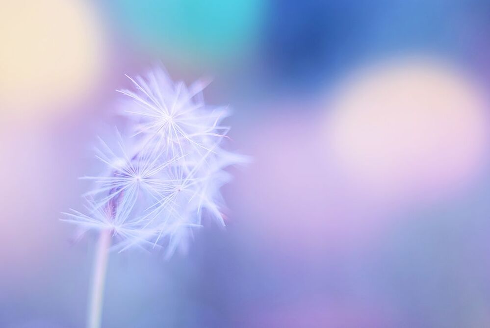 Tender dandelion
