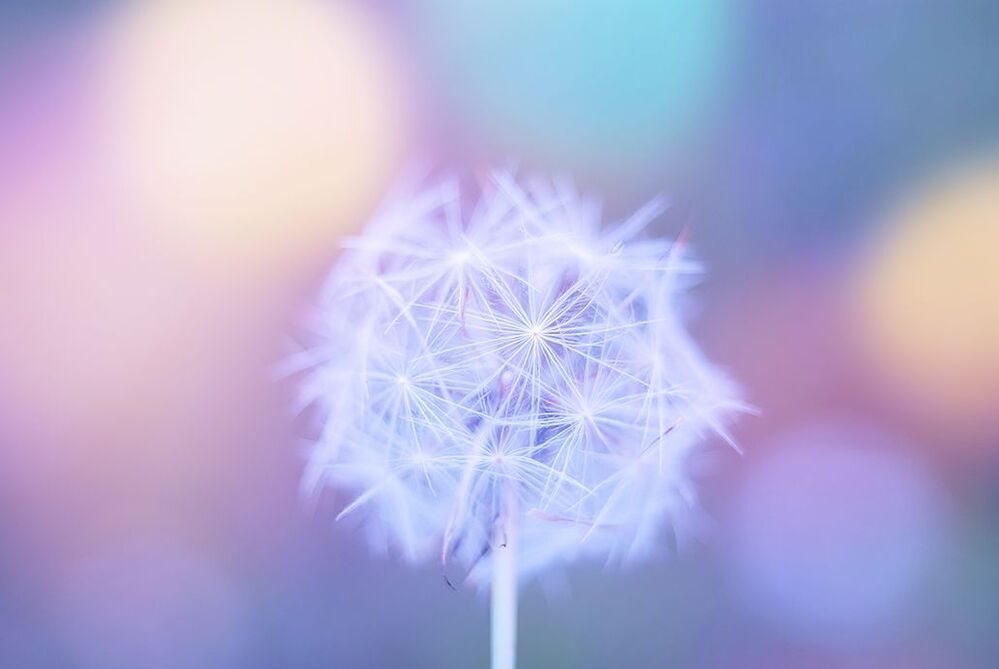 Tender dandelion