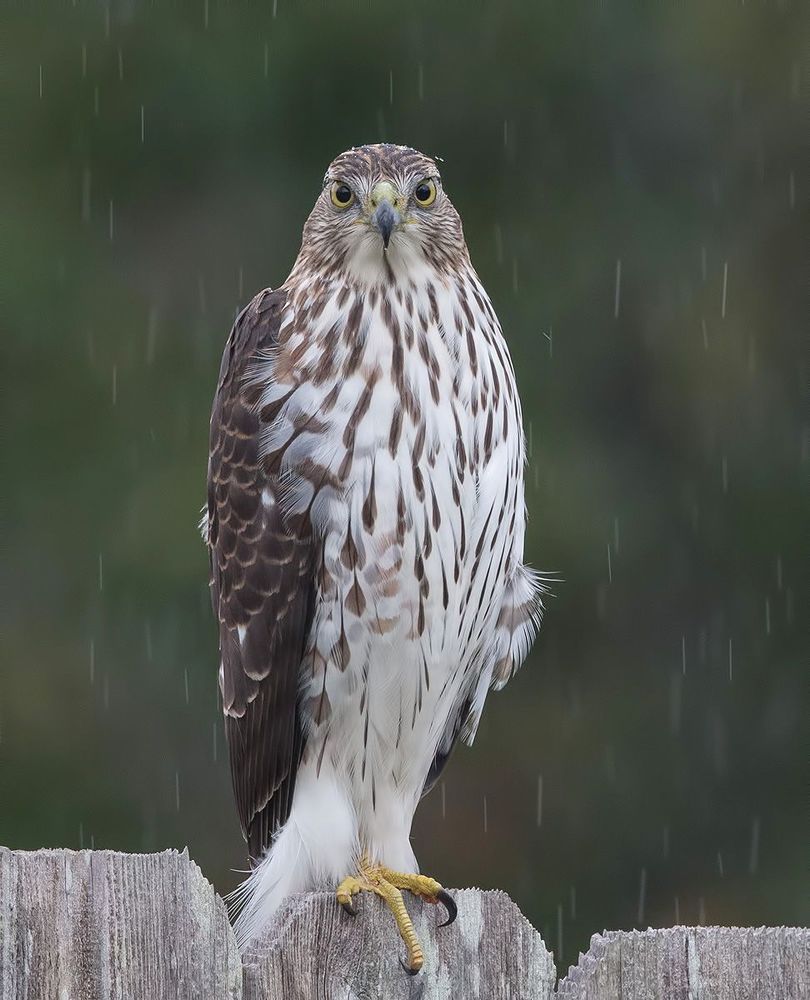 Полосатый ястреб - Sharp-shinned Hawk