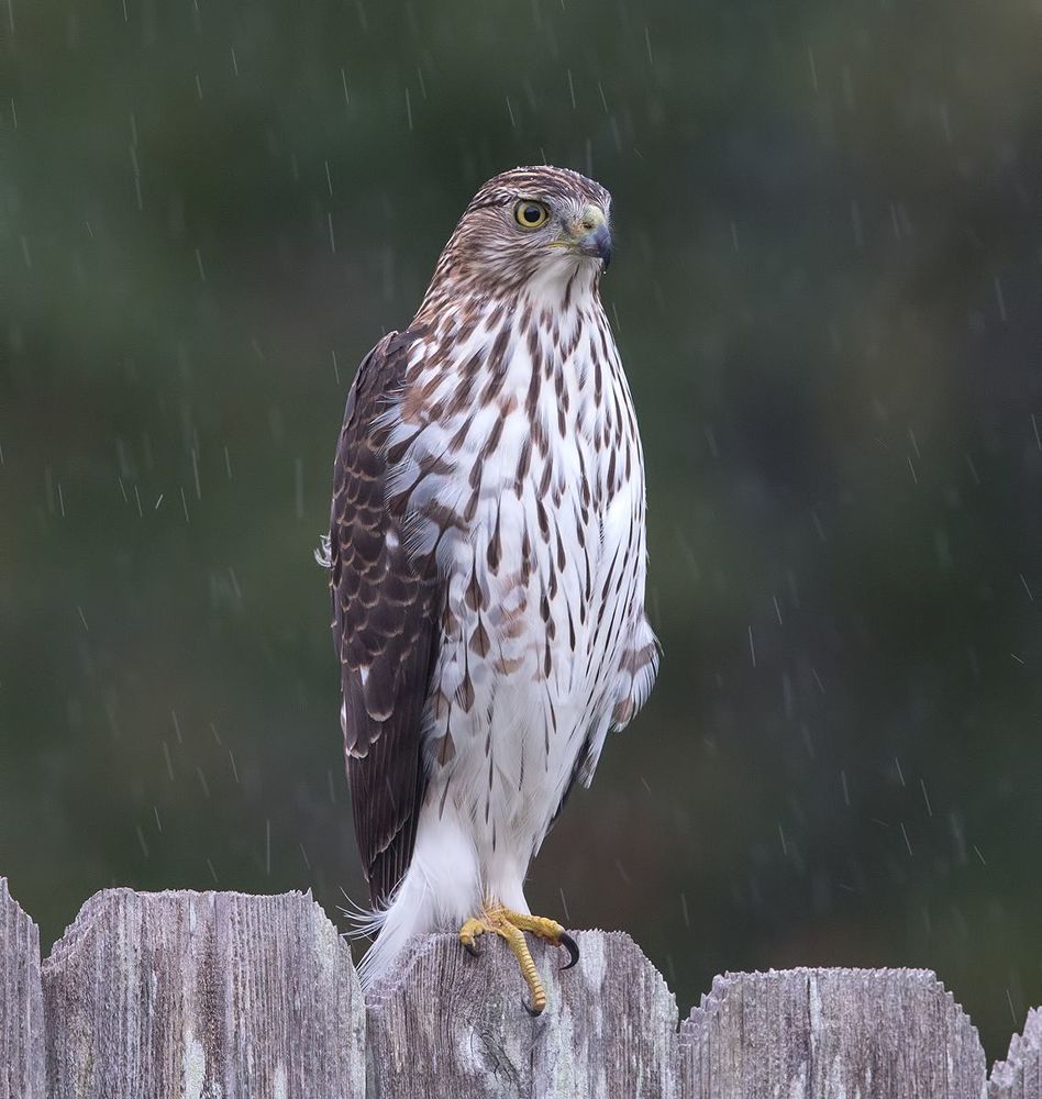 Полосатый ястреб - Sharp-shinned Hawk