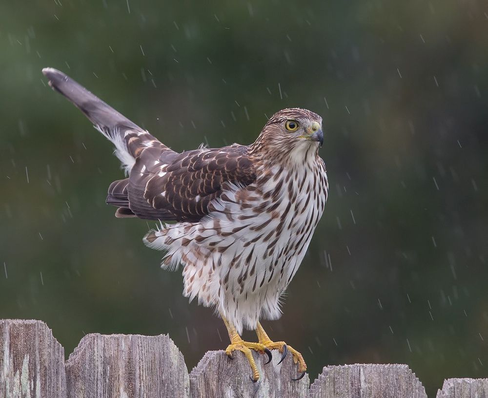 Полосатый ястреб - Sharp-shinned Hawk