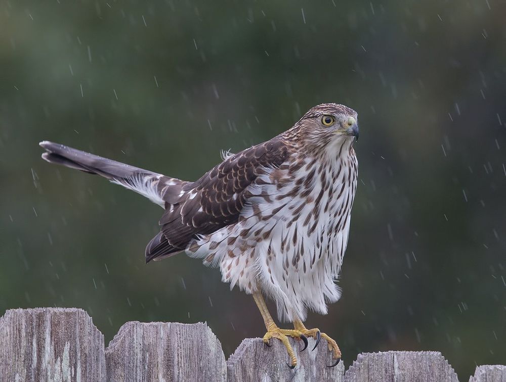 Полосатый ястреб - Sharp-shinned Hawk