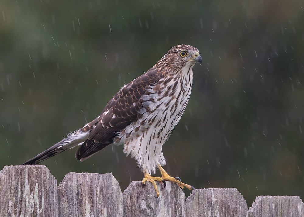 Полосатый ястреб - Sharp-shinned Hawk