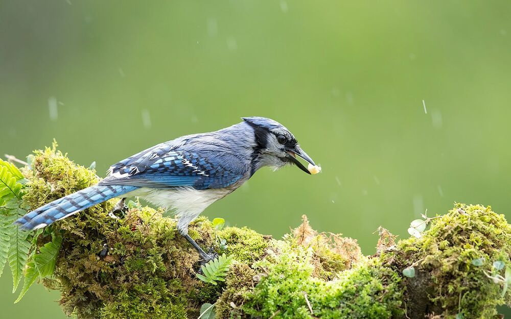 Голубая сойка - Blue Jay