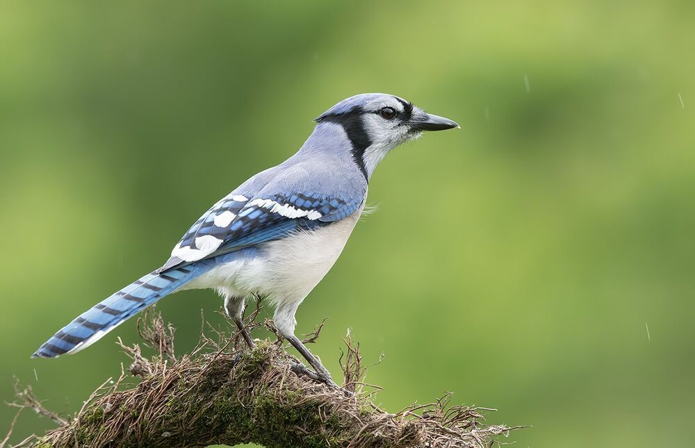 Голубая сойка - Blue Jay