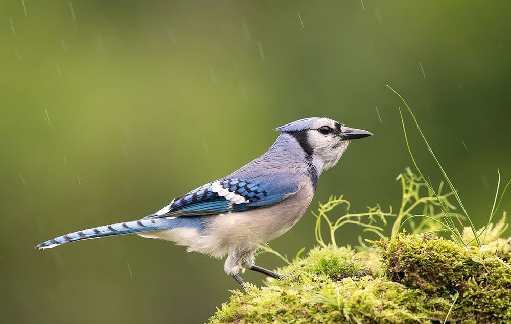 Голубая сойка - Blue Jay