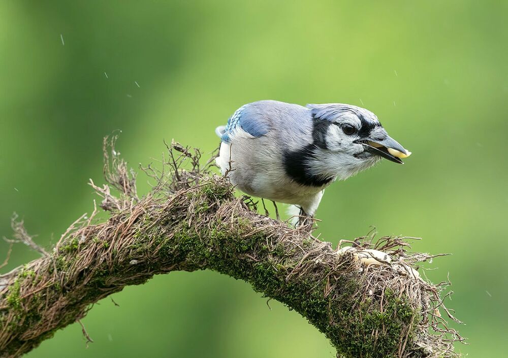 Голубая сойка - Blue Jay