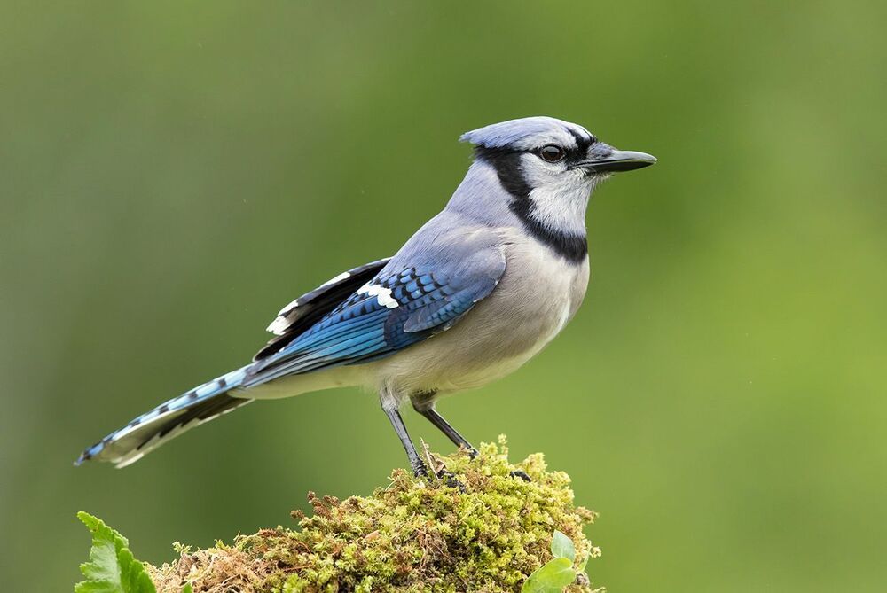 Голубая сойка - Blue Jay