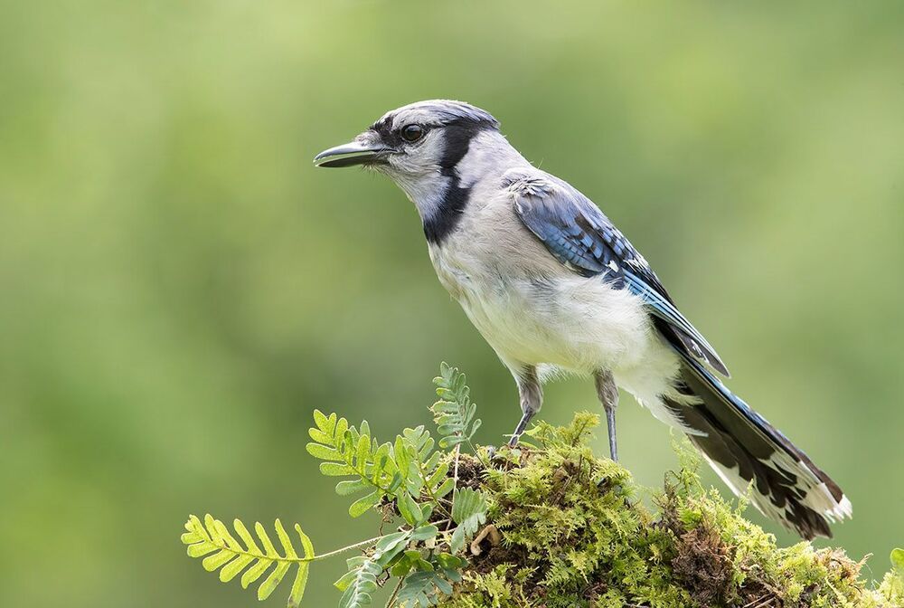 Голубая сойка - Blue Jay