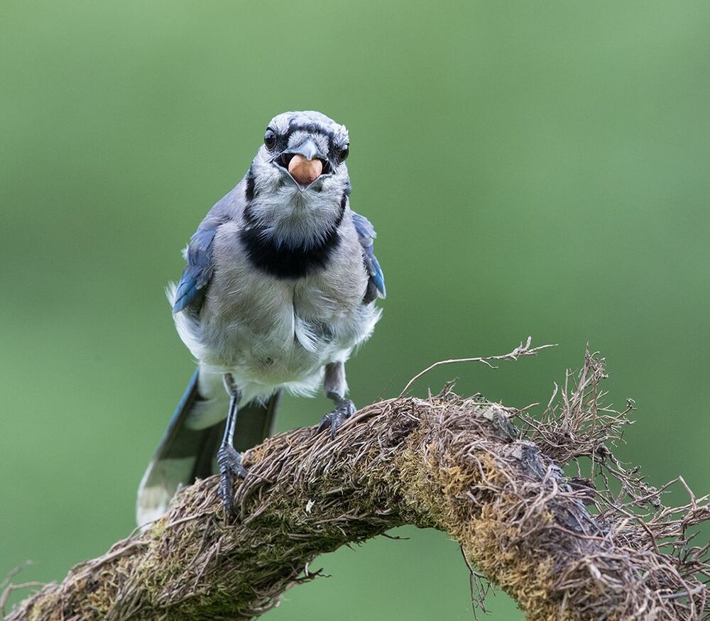 Голубая сойка - Blue Jay