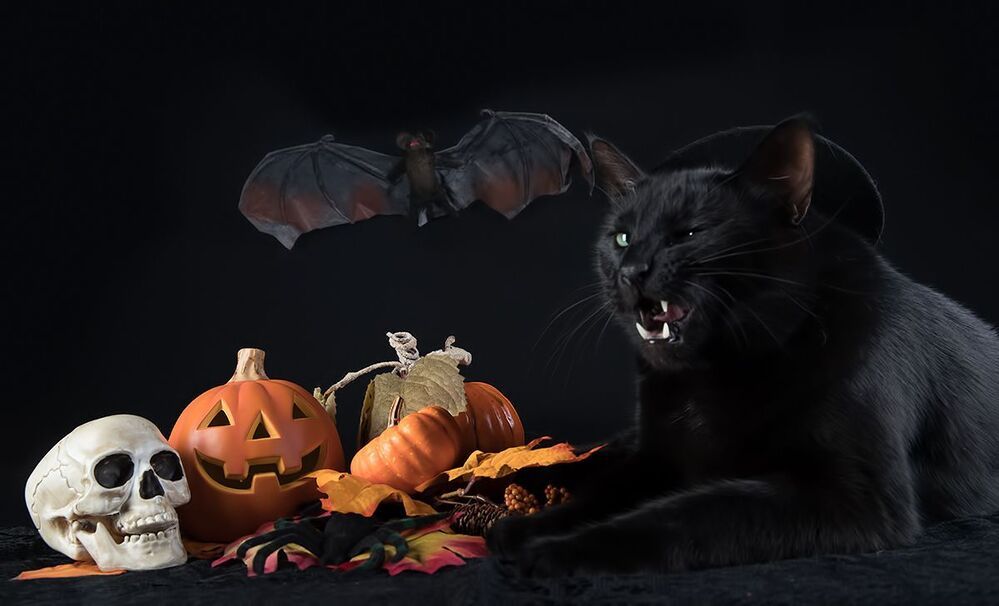 Хэллоуин с чёрным котом - Happy Нalloween