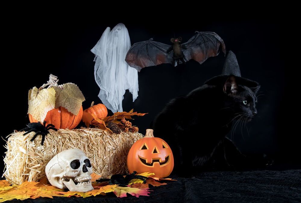 Хэллоуин с чёрным котом - Happy Нalloween