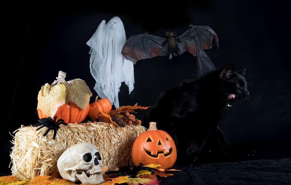 Хэллоуин с чёрным котом - Happy Нalloween