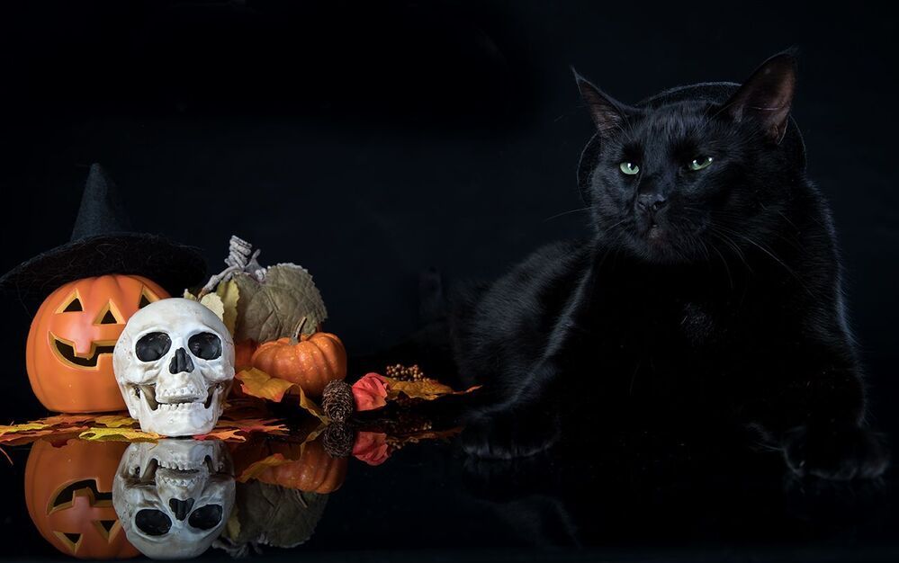 Хэллоуин с чёрным котом - Happy Нalloween