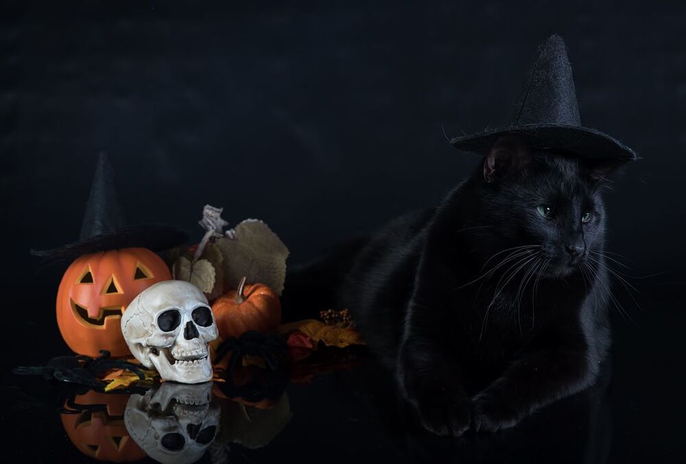 Хэллоуин с чёрным котом - Happy Нalloween