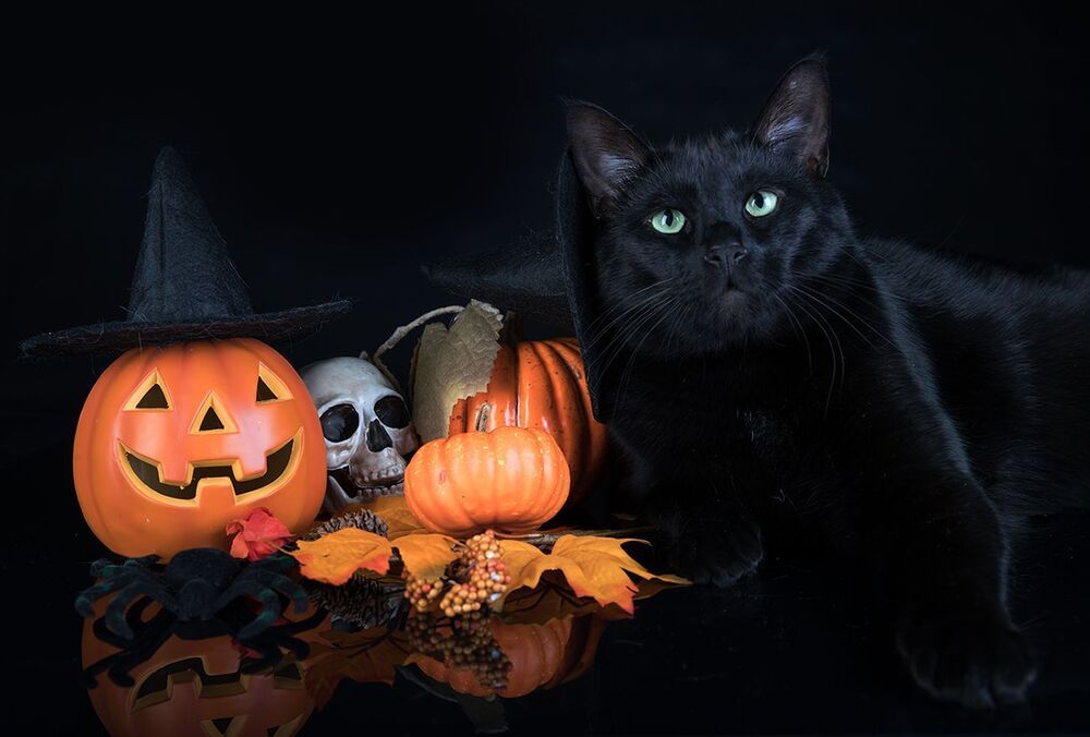 Хэллоуин с чёрным котом - Happy Нalloween