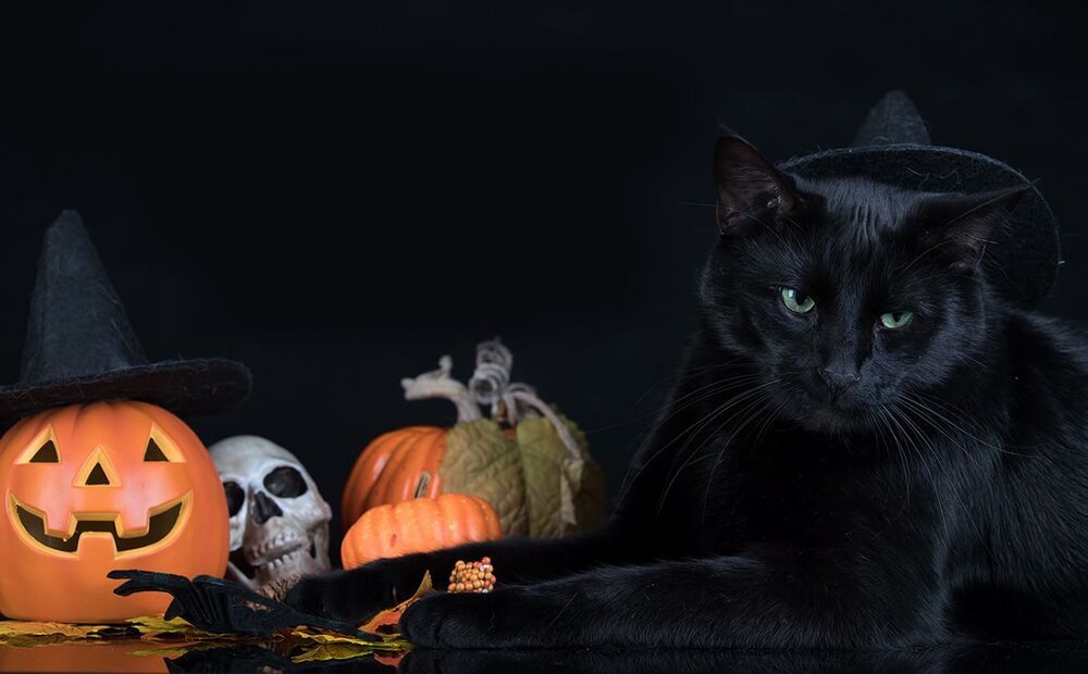 Хэллоуин с чёрным котом - Happy Нalloween