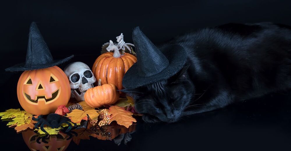 Хэллоуин с чёрным котом - Happy Нalloween
