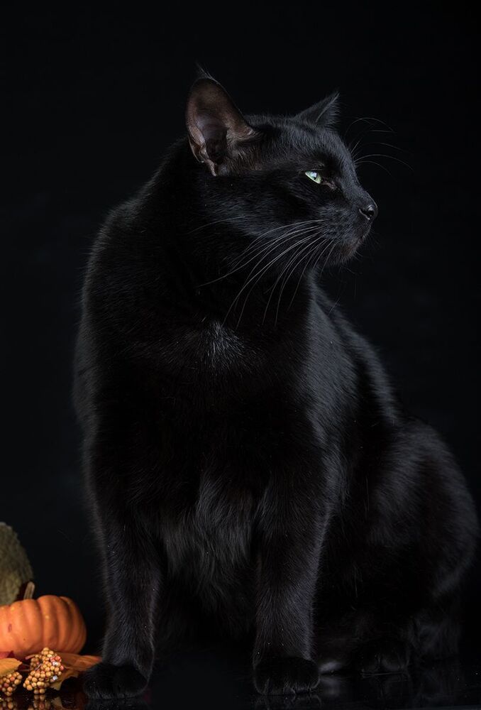 Хэллоуин с чёрным котом - Happy Нalloween