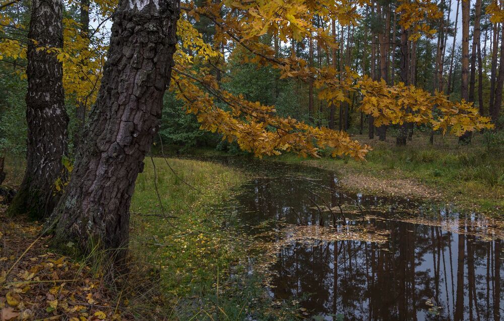 gold of autumn