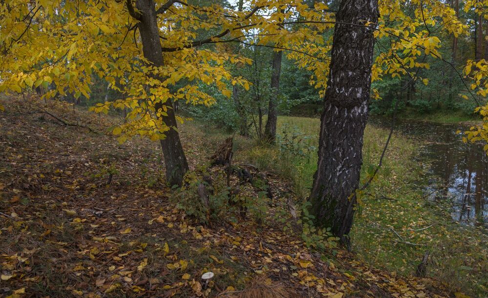 gold of autumn
