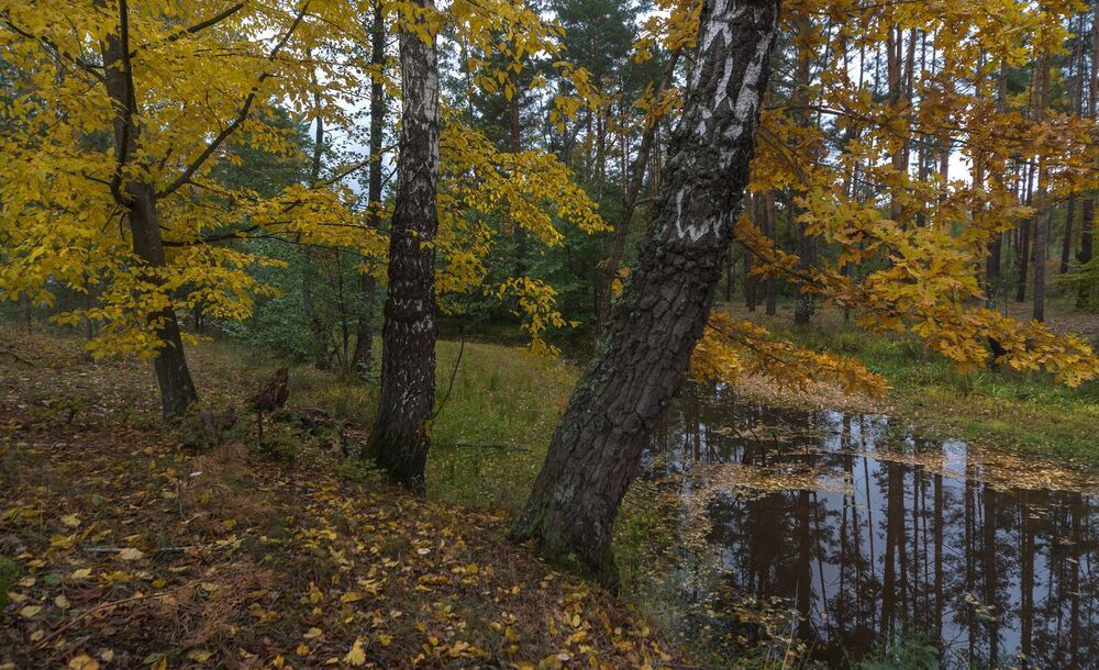 gold of autumn