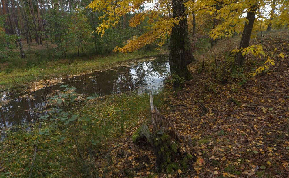 gold of autumn