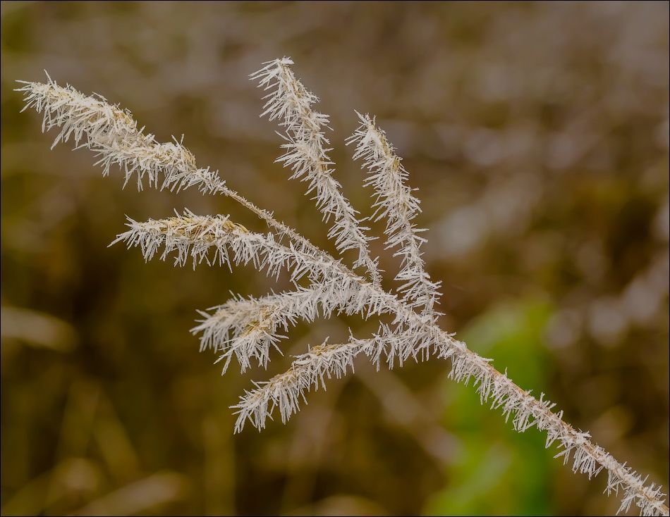 Морозная фантазия)