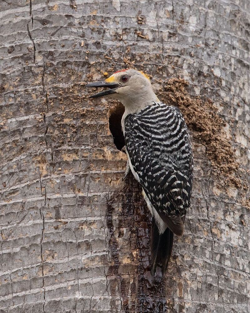 Золотолобый меланерпес -Golden fronted Woodpecker.