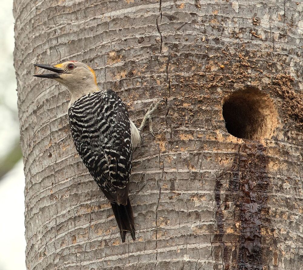 Золотолобый меланерпес -Golden fronted Woodpecker.
