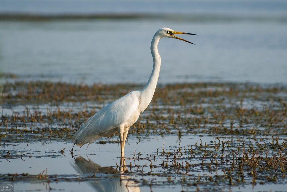 Ardea alba