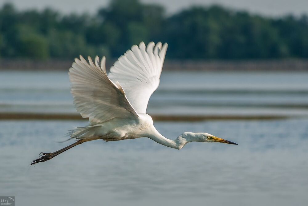 Ardea alba