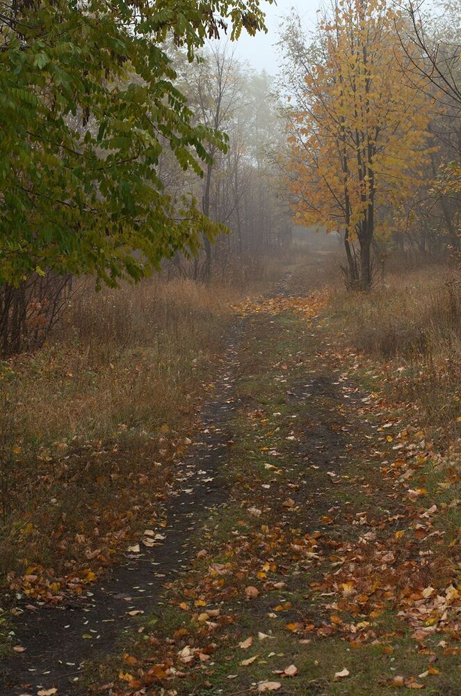 В туманную укутав шаль...
