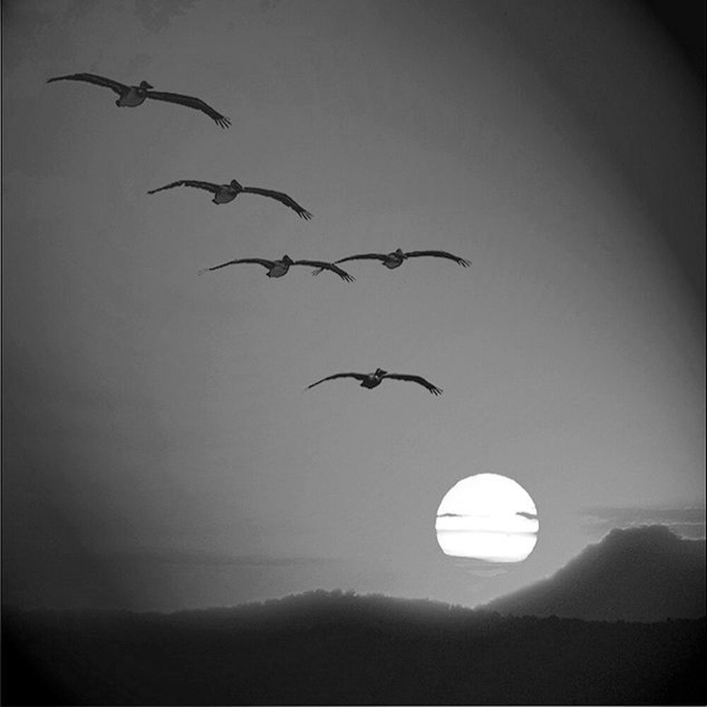 Flight
