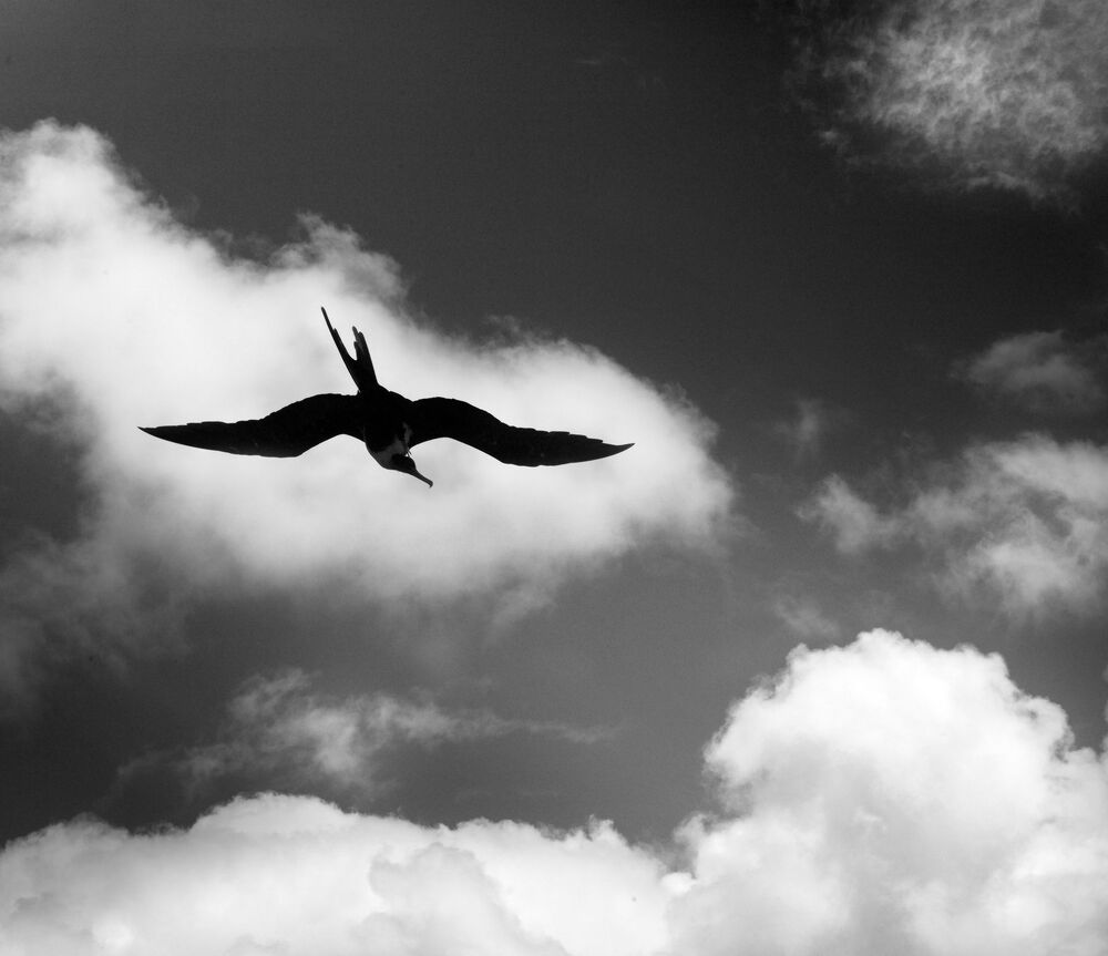 Flight