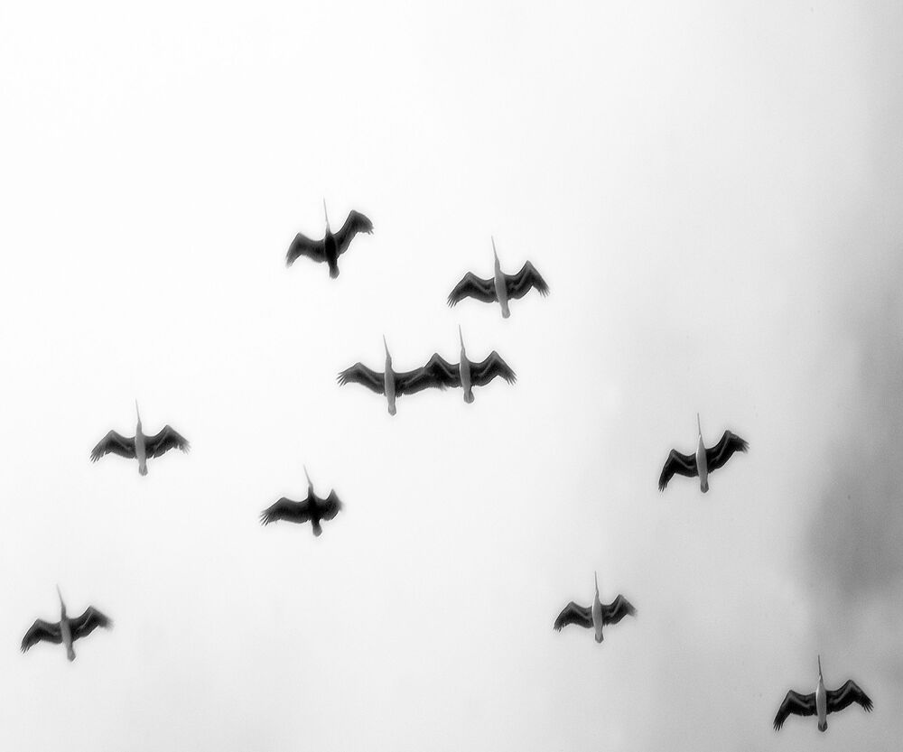 Flight