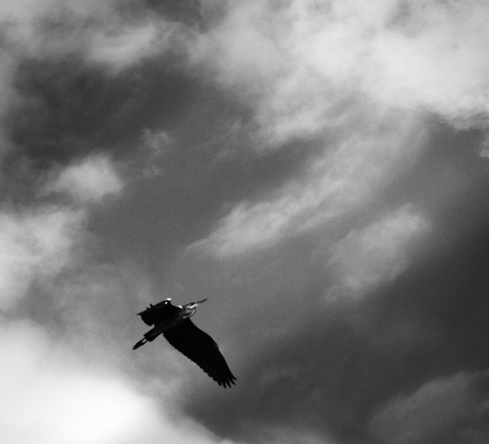 Flight