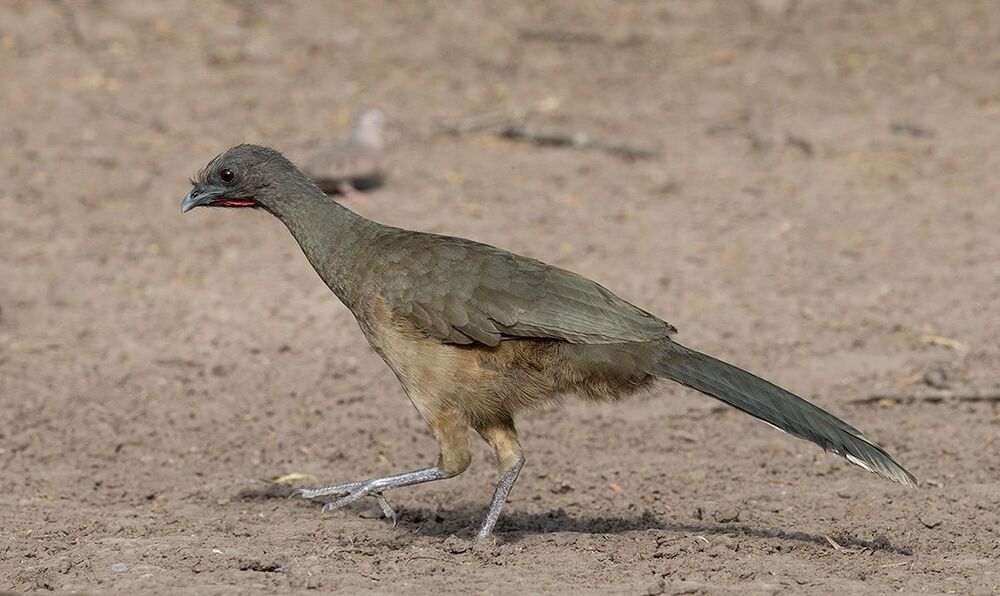 Чачалака Бурокрылая - Plain Chachalaca