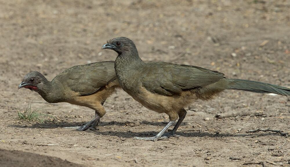 Чачалака Бурокрылая - Plain Chachalaca