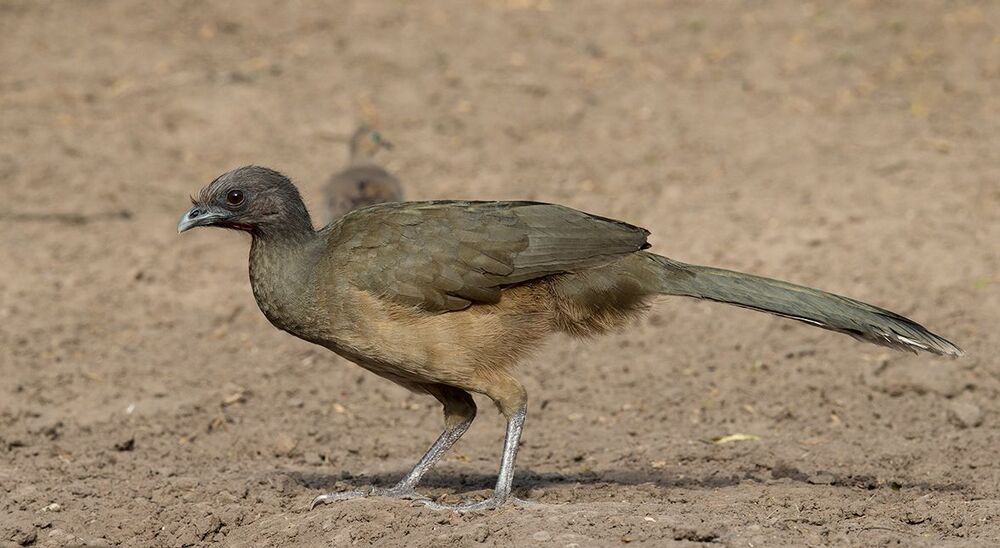 Чачалака Бурокрылая - Plain Chachalaca