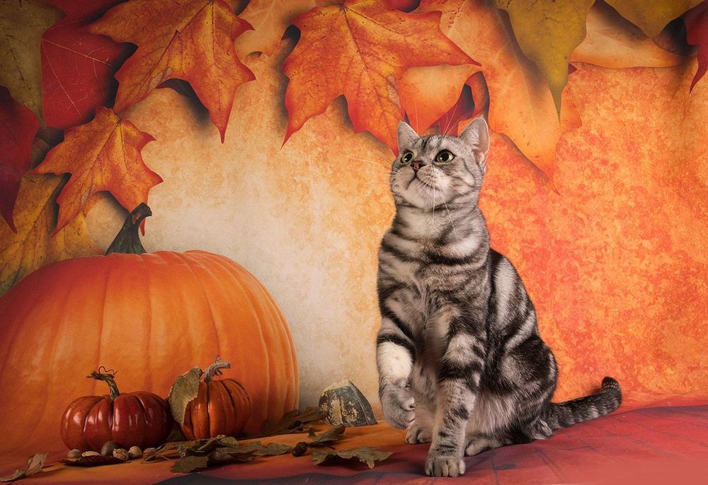 Осенние котики - Autumn Сats