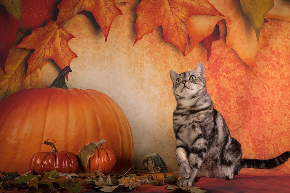 Осенние котики - Autumn Сats