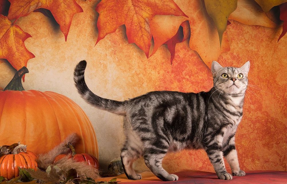Осенние котики - Autumn Сats