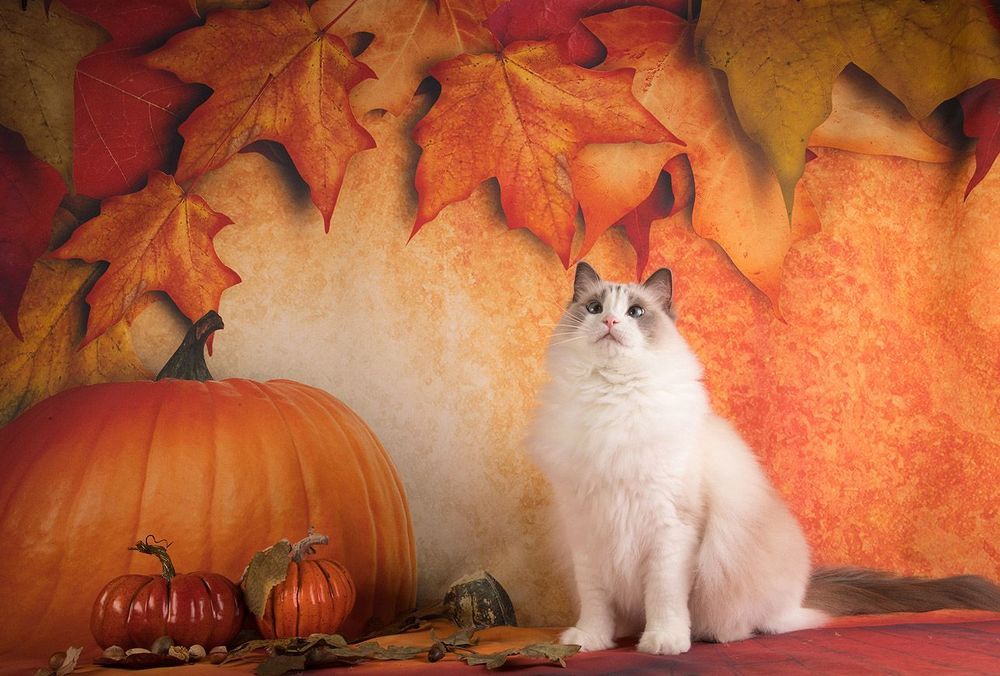 Осенние котики - Autumn Сats