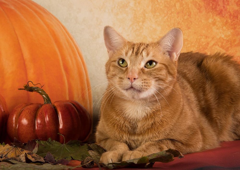 Осенние котики - Autumn Сats