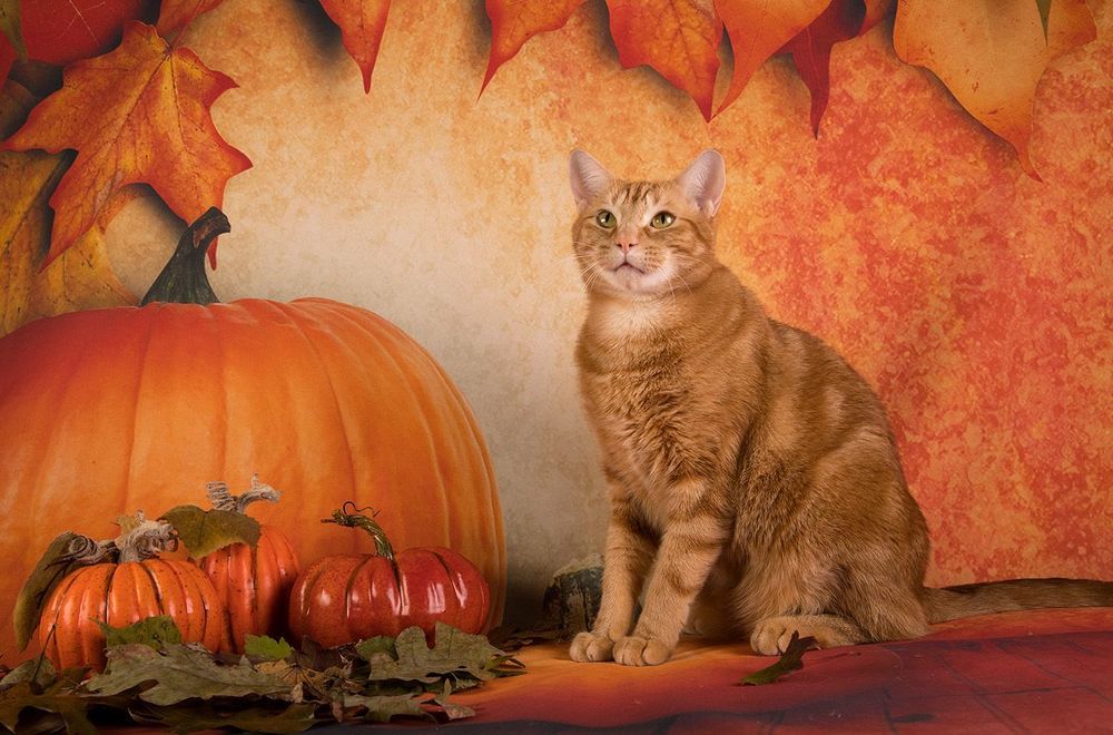 Осенние котики - Autumn Сats