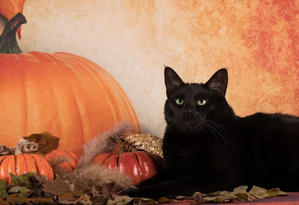 Осенние котики - Autumn Сats